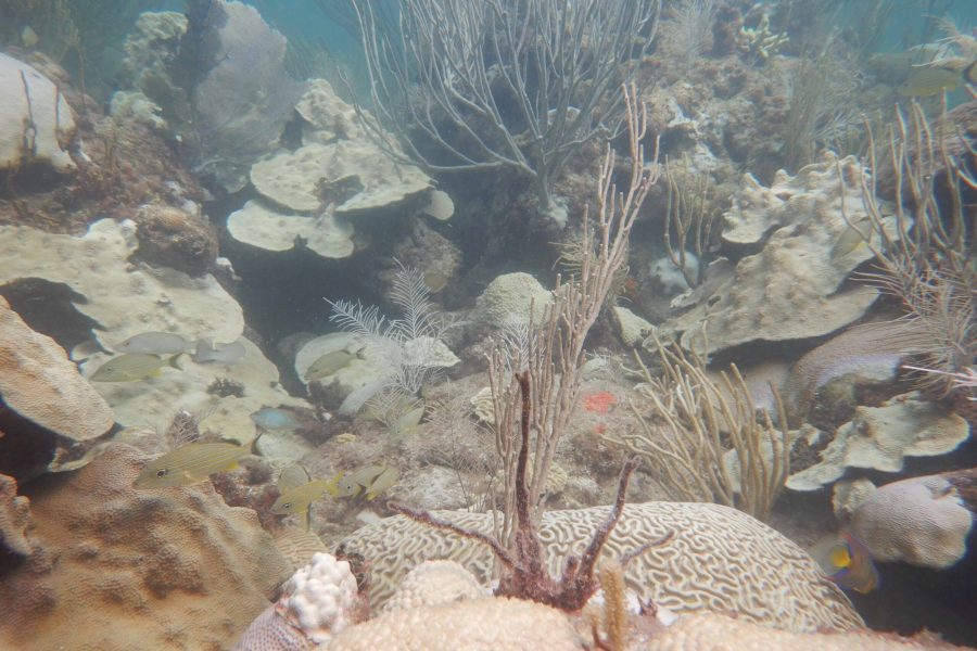 Coral Bleaching Upper Keys_ Credit FWC