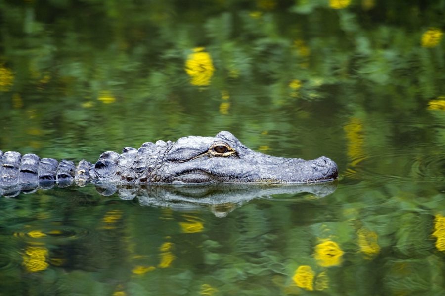 Everglades National Park © Mark Kostich ISTOCKPHOTO